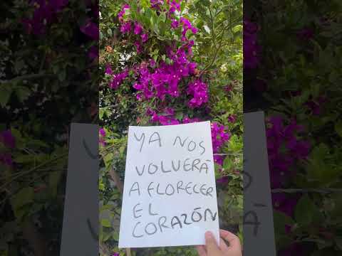 Ya nos volverá a florecer el corazón #flor #frases #arbol