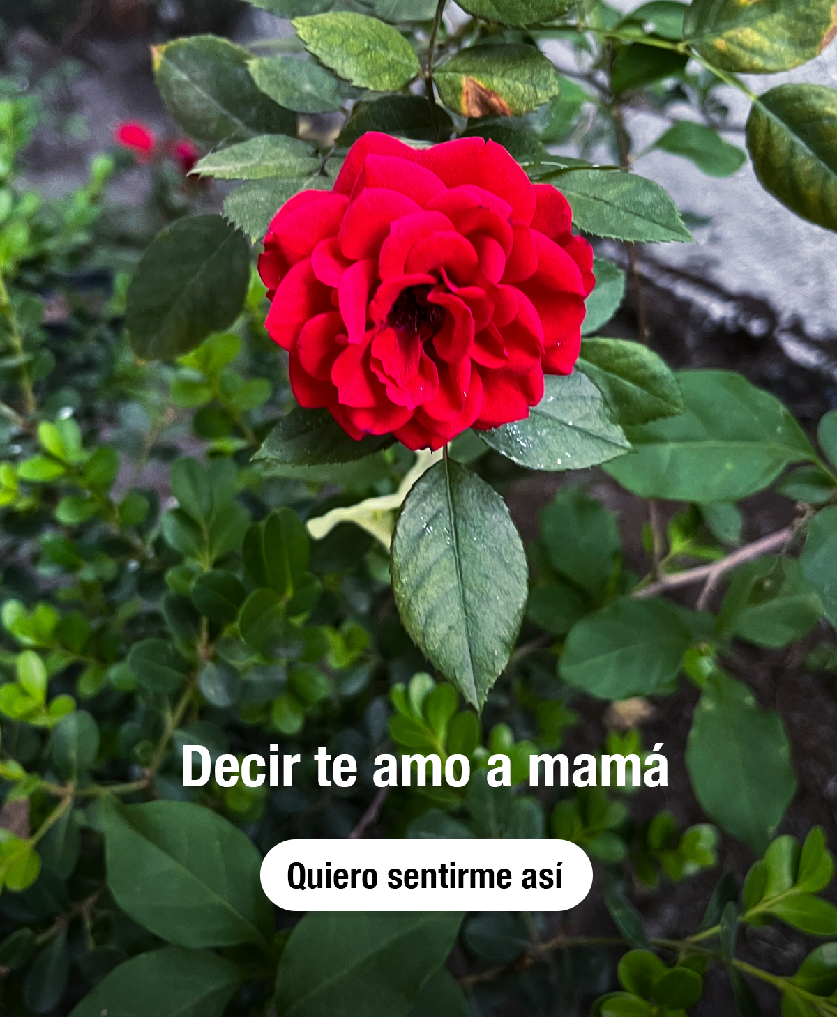 Especial para Mamá